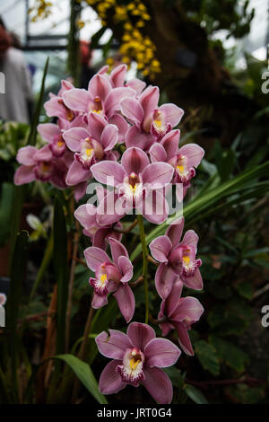 Cymbidium 'Gaddon Loch Vieux' orchid at the Orchid festival in Kew Gardens 2017 Stock Photo