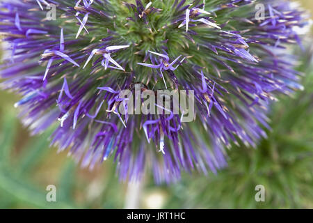 Ant on purple flower Stock Photo