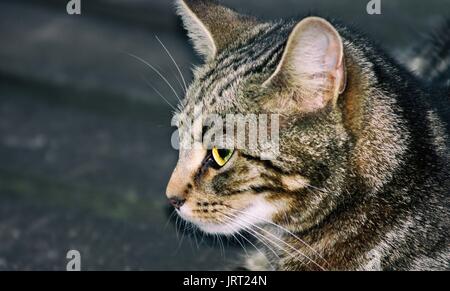 Close up side view of an isolated female tabby cat Stock Photo