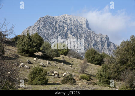 Sheep graze in the mountains near the southern sierra of Jaen, Andalusia, Spain Stock Photo
