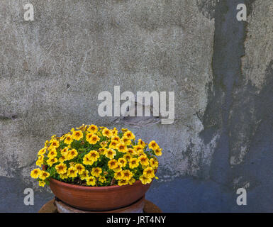 small yellow petunias in terracotta pot on a scaped wall background Stock Photo
