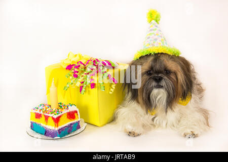 Shih Tzu Cake by Lady Luck's House of Cakes
