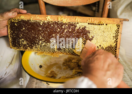 Beekeeper prepares honeycomb to extracting honey. Apiculture Stock Photo