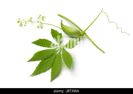 Single green heirloom wild cucumber, flowers and leaf on white background Stock Photo