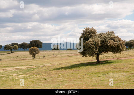 Meadow. Alcudia valley, Ciudad Real province, Castilla La Mancha, Spain. Stock Photo