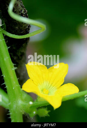 close-up - macro - view of a beautiful yellow color small cucumber - Cucumis sativus - flower in a home garden in Sri Lanka Stock Photo