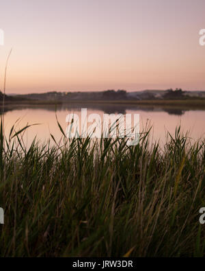 The reeds by the river in Princetown glowing in the beautiful dusk light of summer. Stock Photo