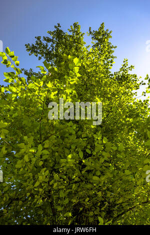 Foliage looking up with the green leaves and blue sky. Hiking and traveling views near Mount Rainier in Washington over the summer Stock Photo