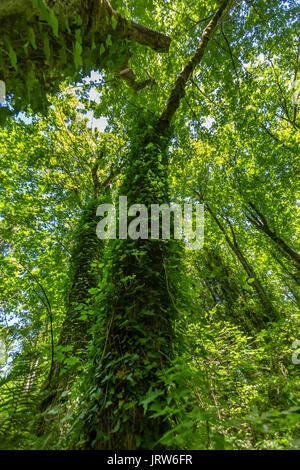 Grand tree with vines climbing the way up to the canopy in Washington . Hiking and traveling views near Mount Rainier in Washington over the summer Stock Photo