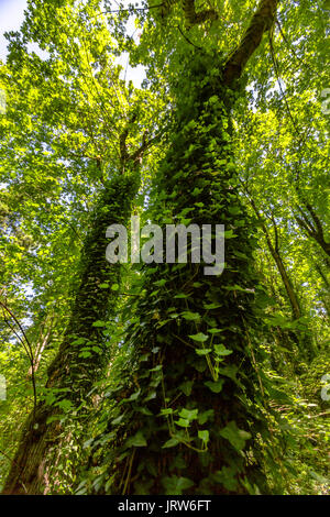 Grand tree with vines climbing up to the canopy in Washington . Hiking and traveling views near Mount Rainier in Washington over the summer Stock Photo