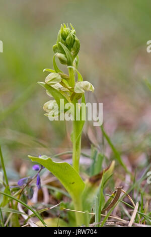 Frog Orchid, (Coeloglossum viride or Dactylorhiza viridis), Eifel Mountains, Germany. Stock Photo