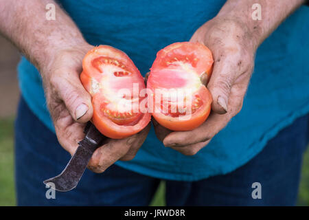 Solanum lycopersicum. Gardener cutting a beef tomato / beefsteak tomato in half. Heritage Variety Tomato Stock Photo