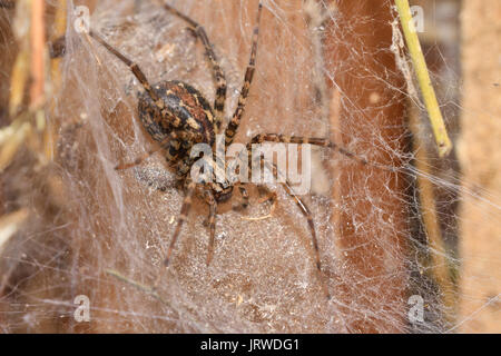 spider spinds his web in the net Stock Photo