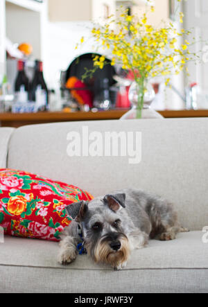 Schnauzer lying on couch by cushion at home Stock Photo