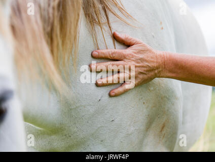 Older woman caressing a grey horse placing her hand on its neck in a close up cropped view on an Equine Assisted Psychotherapy Farm in NSW Australia Stock Photo