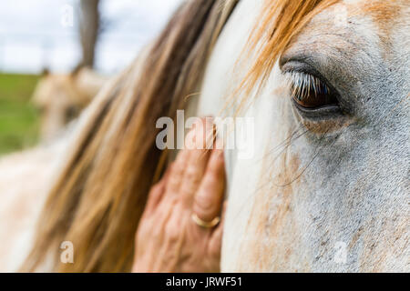 Elderly woman caressing the neck of a horse with her hand in close up focus on its eye with a gentle patient expression on an Equine Assisted Psychoth Stock Photo