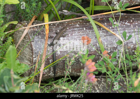 Juvenile common lizard, also called viviparous lizard (Zootoca vivipara) basking on a log pile