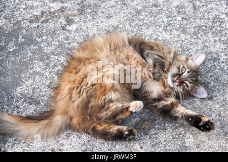 View from above of an adult female domestic tabby cat (Felis catus) rolling around playfully on a stone surface Stock Photo