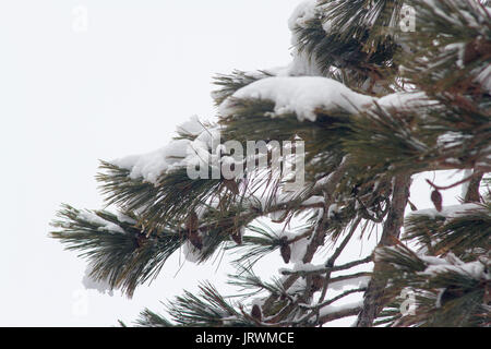 Pine tree branches with snow on top Stock Photo