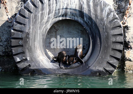Cape fur seals rest on a large tire wheel well at the V&A Waterfront in Cape Town, Western Cape, South Africa. Stock Photo