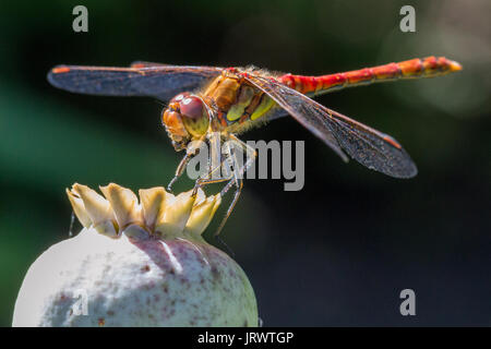 Common Darter Dragonfly (Sympetrum striolatum) male - eating a fly it has predated, Doncaster, England Stock Photo