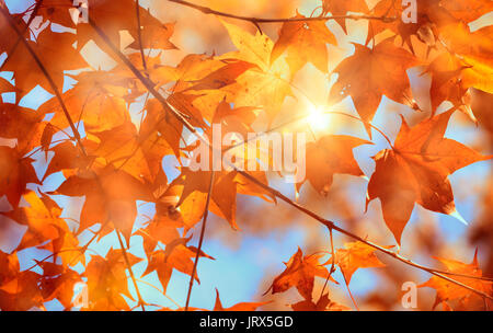 Autumn leaves against blue sky Stock Photo