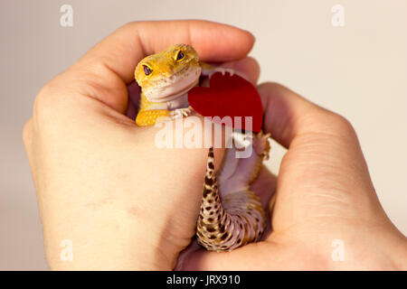 Cute orange gecko heating in hands with heart in paws Stock Photo