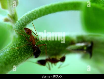 macro - close-up view of red weaver ants - insects on a green leaf - plant Stock Photo