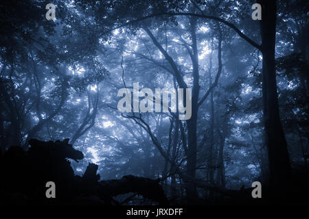 Spooky misty rainy forest, located in Transylvania, Romania, Halloween holiday celebration background concept Stock Photo