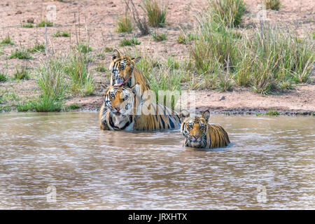 Royal Bengal Tiger or Panthera Tigris or Indian Tigers Mom and Cubs playing at the water in Bandhavgarh National Park,Madhyapradesh India. Stock Photo