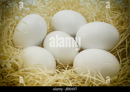 Close-up white chicken eggs on a bed of straw Stock Photo