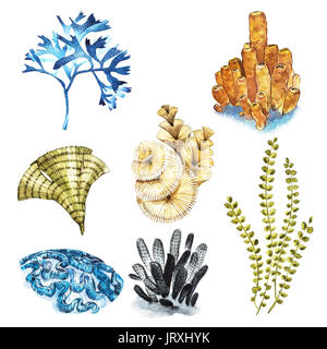 Coral set. Aquarium concept for Tattoo art or t-shirt design isolated on white background Stock Photo