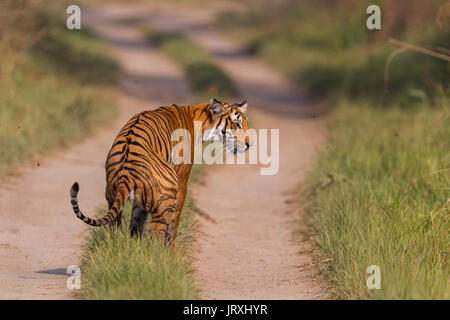 Royal Bengal Tiger or Panthera tigris tigris or Indian Tiger in Jim Corbett National Park in Uttarakhand, India. Stock Photo