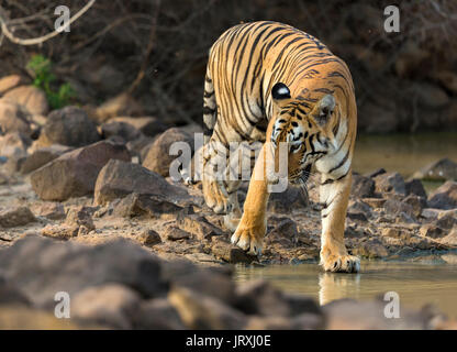 Royal Bengal Tiger or Panthera tigris tigris or Indian Tiger near the water in Tadoba National park, Maharashtra Stock Photo