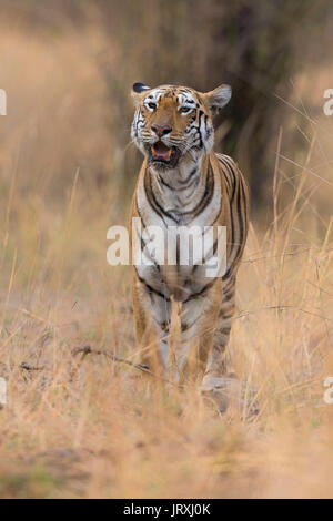 A Royal Bengal Tiger or Indian Tiger or Panthera Tigris Tigris roaming in Tadoba National Park Maharashtra India. Stock Photo