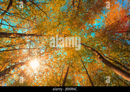 Autumn Sun Shining Through Canopy Of Tall Maple Trees. Upper Branches Of Tree With Yellow Orange Colors Foliage. Woods Background Stock Photo