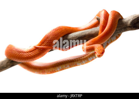 Cute corn snake female on a tree isolated on white, hypo fire morph Stock Photo