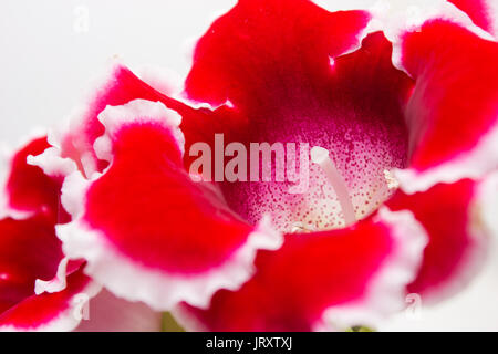 Blooming gloxinia (sinningia speciosa) red with white edging on white background Stock Photo