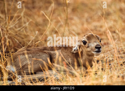 Indian Blackbuck fawn, Antilope cervicapra, Blackbuck National Park, Gujarat, India Stock Photo