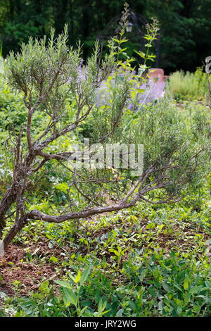 Rosmarin Busch, Strauch, im Garten Stock Photo Alamy