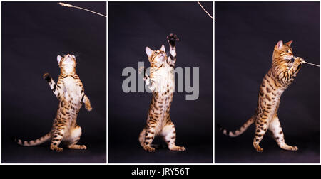 Young bengal cat in action on black background Stock Photo