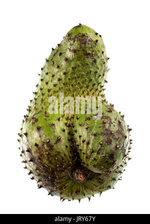 Soursop is a dark green and prickly fruit of the broadleaf evergreen tree Annona muricata, with a juicy, acid, whitish and aromatic flesh. Stock Photo