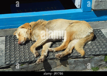 Dog sleeping on the porch of a house in Chame, Nepal. Stock Photo