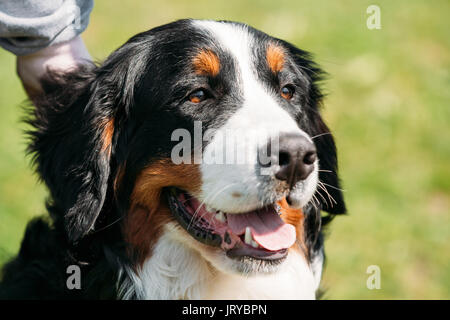 Farm Dog Bernese Mountain Dog Berner Sennenhund Close Up. Portrait Of Bernese Mountain Dog, Berner Sennenhund, Bernese Cattle Dog Stock Photo