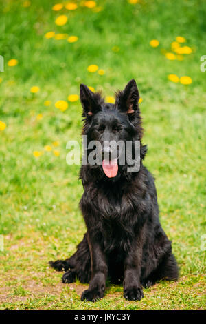 Beautiful Young Black German Shepherd Dog Sit In Green Grass. Alsatian Wolf Dog Or German Shepherd Dog On Green Grass Background. Deutscher Dog. Stock Photo