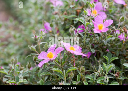 Cistus creticus flowers. Stock Photo