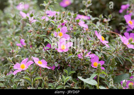 Cistus creticus flowers. Stock Photo