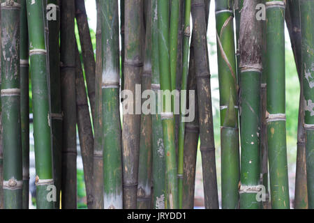 bamboo tree forest green background Stock Photo