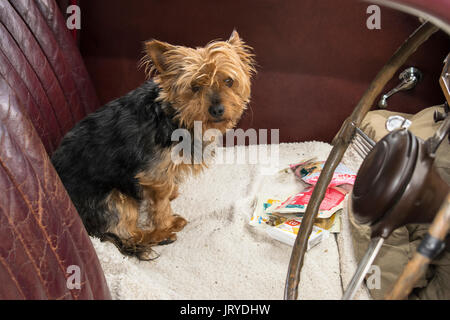 Dog in a classic car Stock Photo