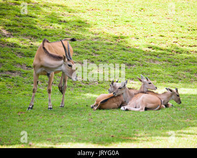 Common eland - Second larges antelope in the world - Taurotragus oryx Stock Photo